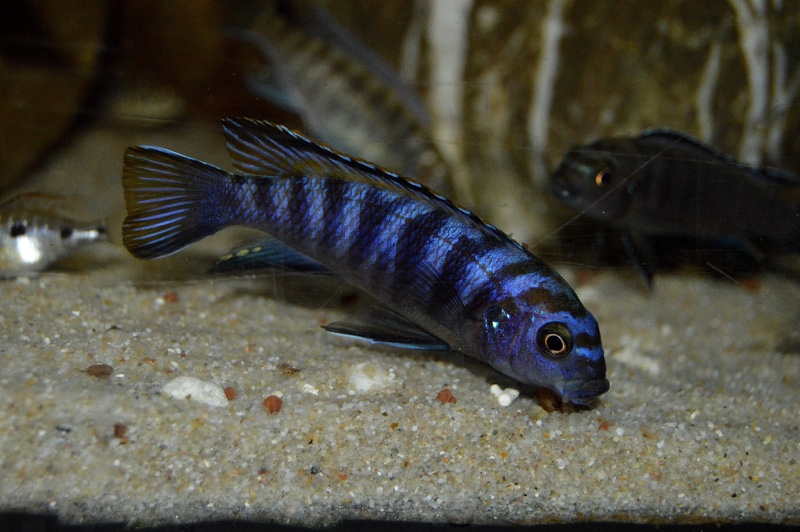 Tropheops kumwera 'Makokola Reef'